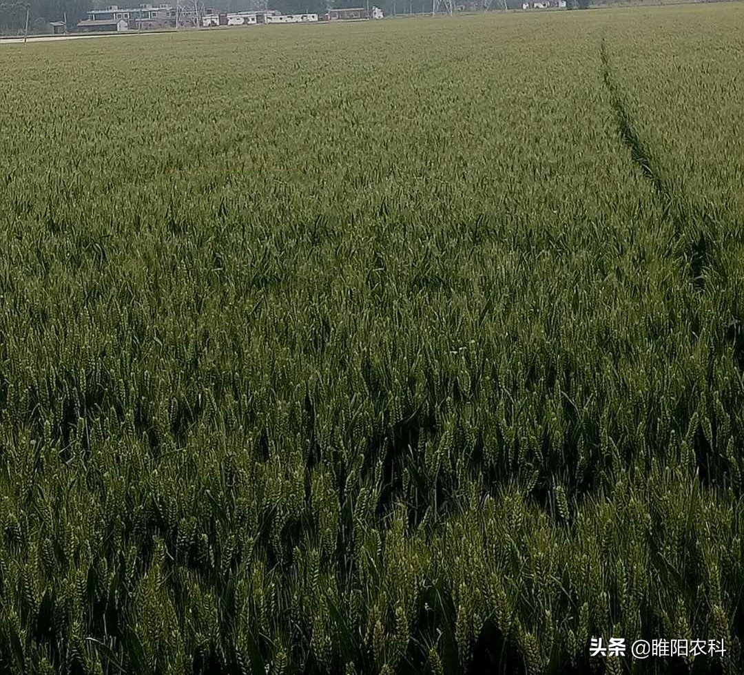 又一个新型农药增效剂上市,农药中加上一点,药效能提高1~3倍