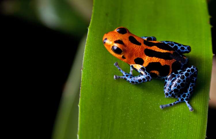 世界上十二种颜色华丽的动物,令人惊艳的17种动物绝对罕见