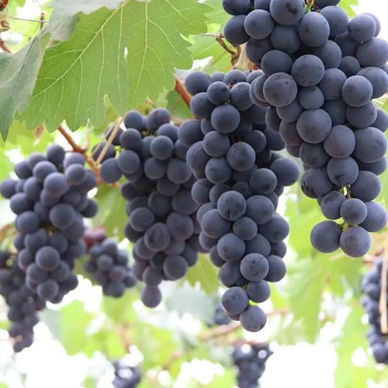 让葡萄爬满院子怎样栽培,第一年的葡萄如何爬满架