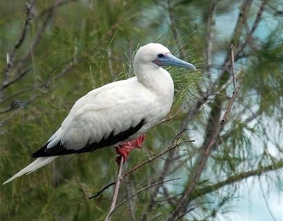 西沙群岛鸟有几种,西沙群岛上有哪些不常见的鸟