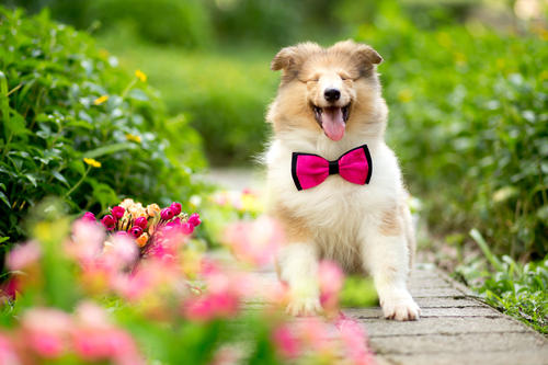 养宠小知识狗狗拉稀会诱发细小吗,养宠知识狗狗感冒是什么样子的