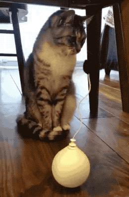 猫咪不爱主人是什么心理,猫咪无聊想玩的时候会怎么样