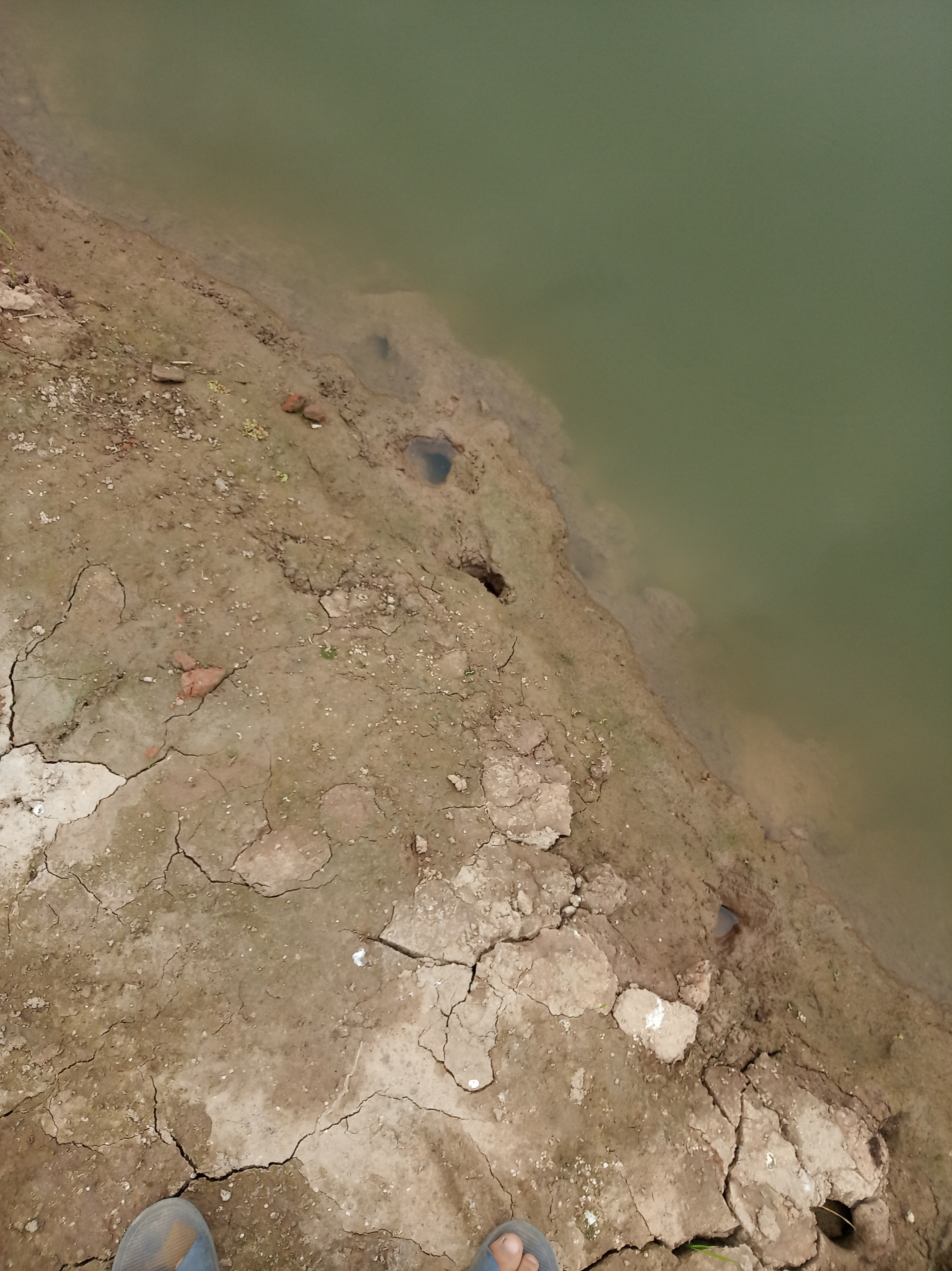 围网小龙虾养殖可行吗,网箱养殖小龙虾优缺点