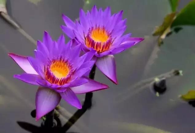 十大名贵花卉图片大全,十大名贵花卉家庭盆栽易养活的花