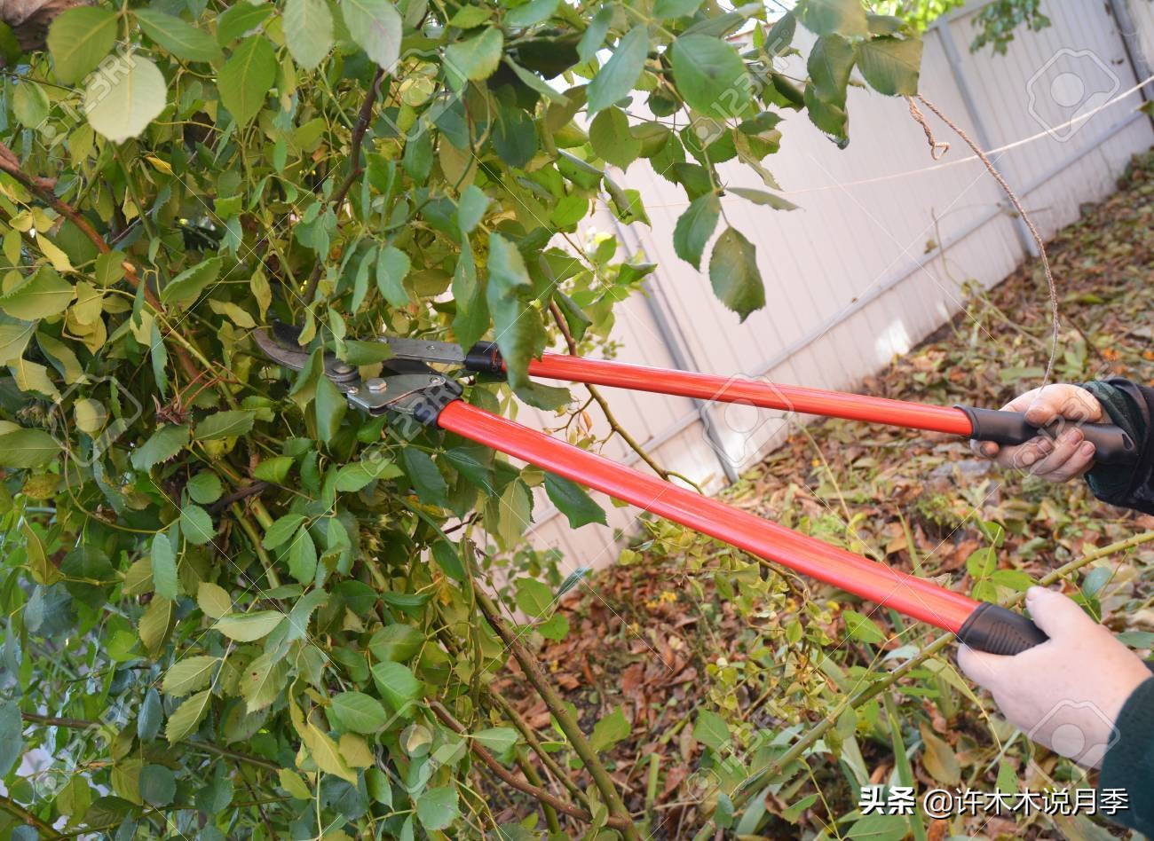 月季长得太高能用矮壮素吗,月季长得一边高一边矮怎么办