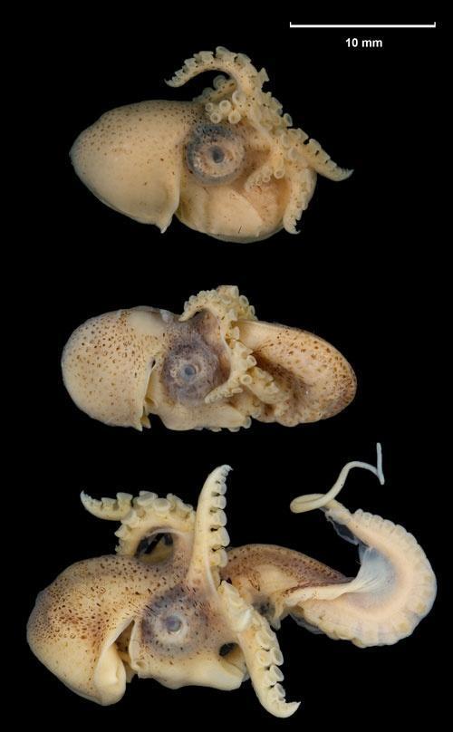 章鱼是如何交配的？一个用“鼻孔”繁殖的生物