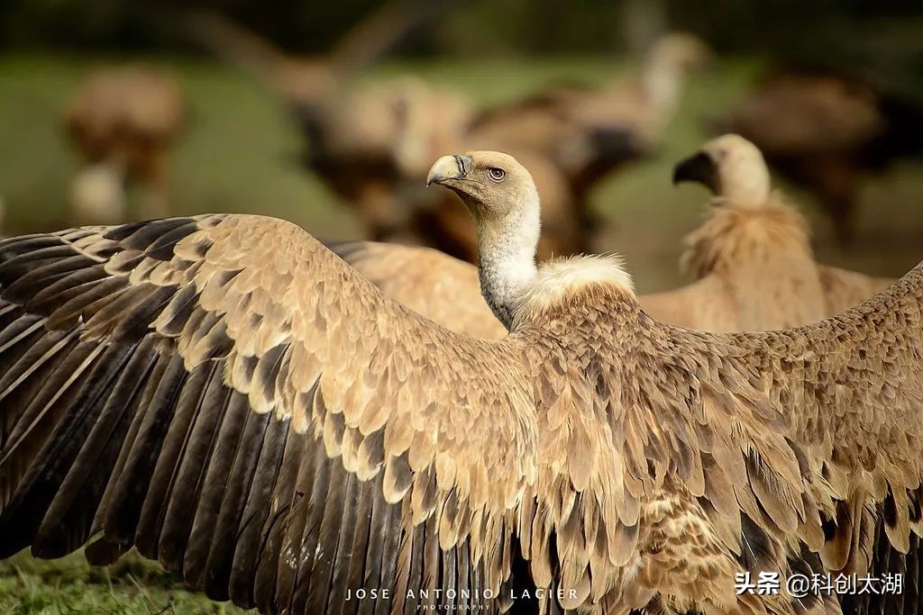 科普兀鹫吃腐肉,秃鹫兀鹫区别科普