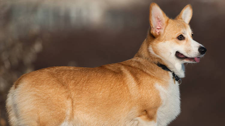 柯基十大优缺点,柯基智身价