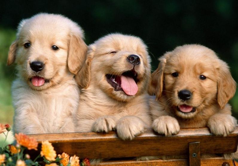 金毛犬养一只好还是一对好,养一只金毛犬一个月要多少费用