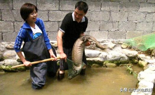 叫声似娃娃哭，是我国重点保护动物，在湖南被端上餐桌百元1斤