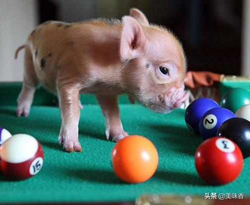 养宠物猪的意义是什么,宠物香猪在家里养怎样才卫生