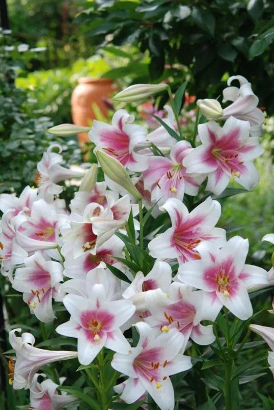 东北花园四季开花植物,北方一年四季都开花的花园