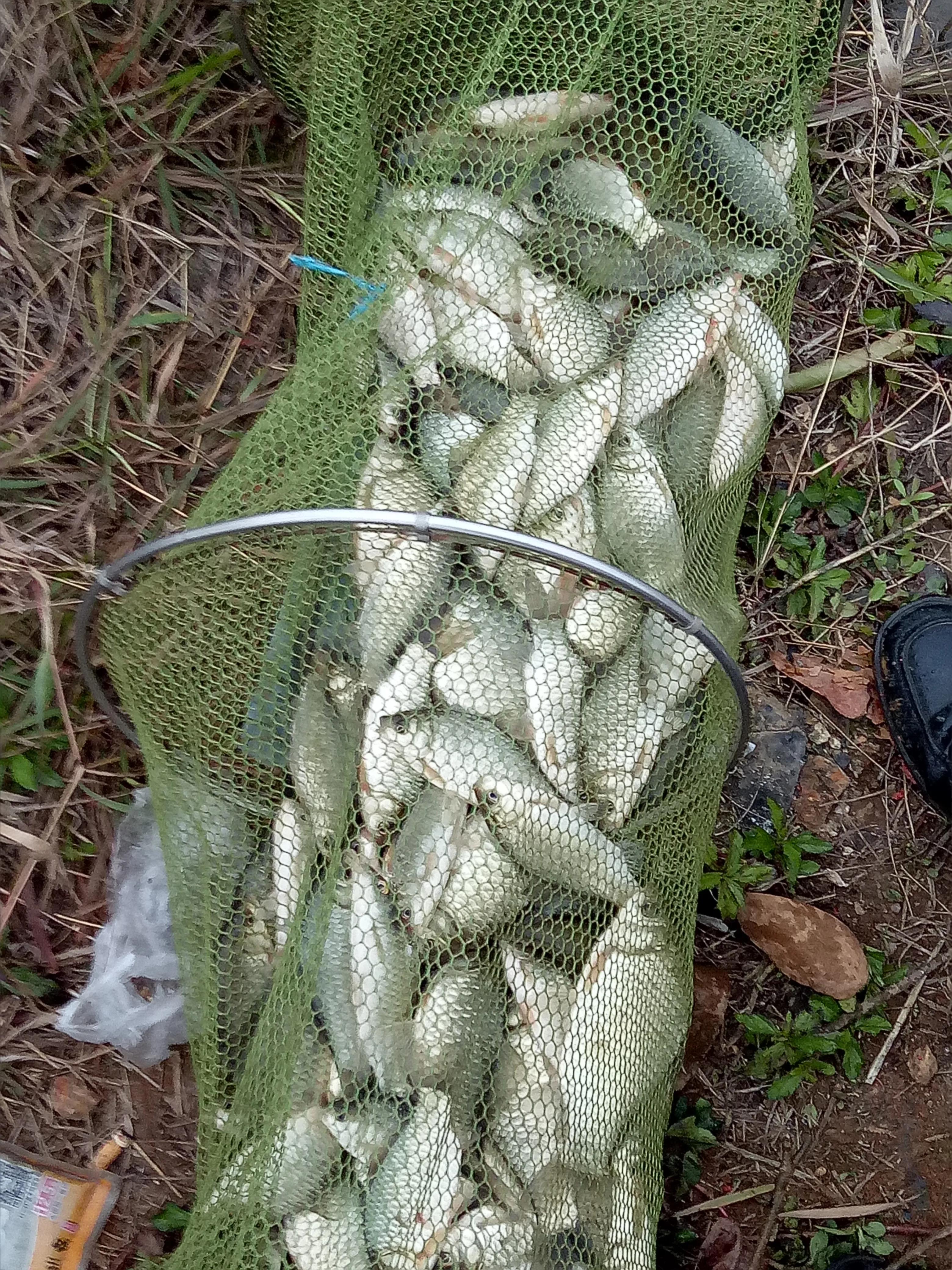 冬天用海竿钓鲤鱼用什么饵,冬天钓鲫鱼调漂最灵敏的方法