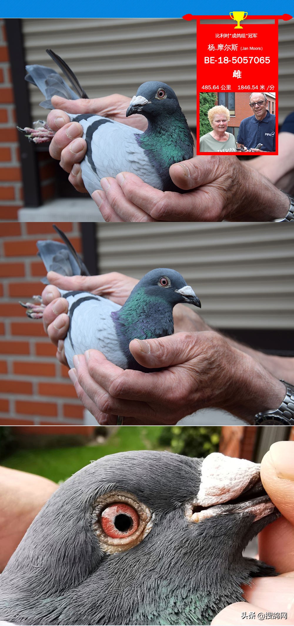 2020年比利时波治I冠军赏析