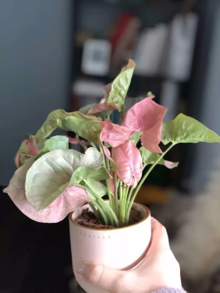 耐阴适合在厕所养的植物,耐阴的室内水培植物排行榜