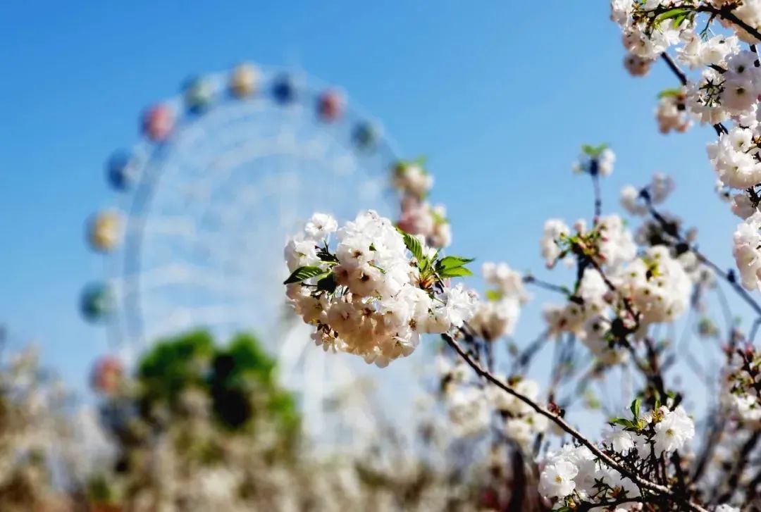 女神节优惠门票深圳,女神节深圳游玩攻略