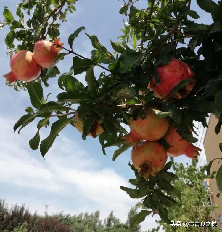 石榴的正确吃法,石榴皮煮水的功效与作用