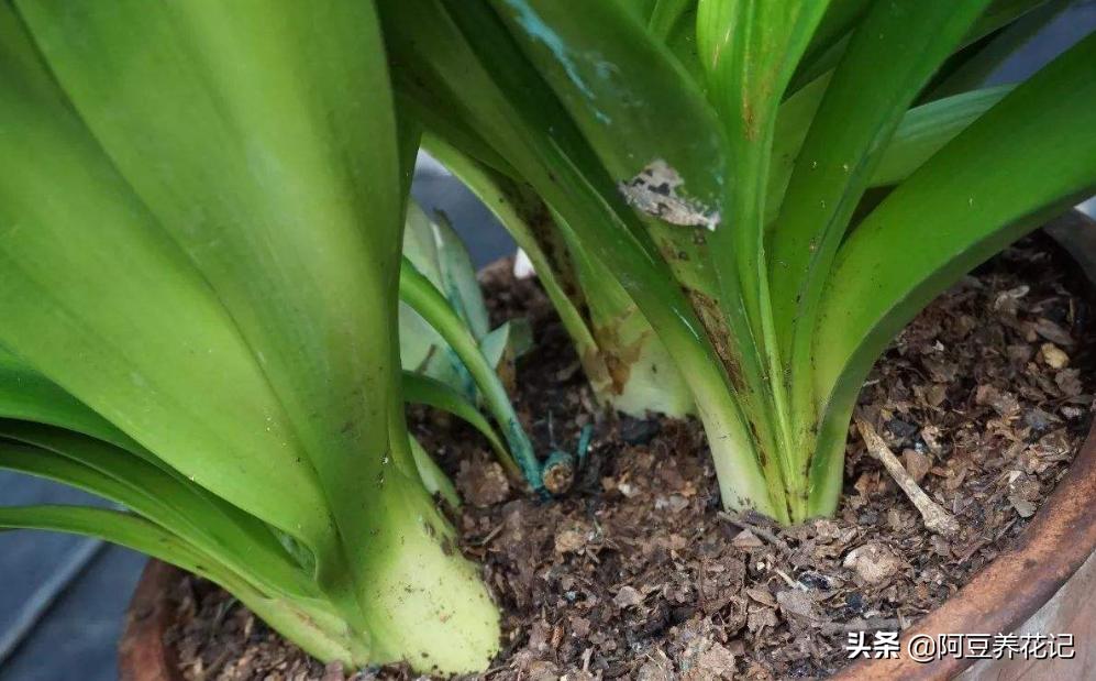 君子兰小苗换盆八大步骤,君子兰旁边长小苗换盆的正确方法