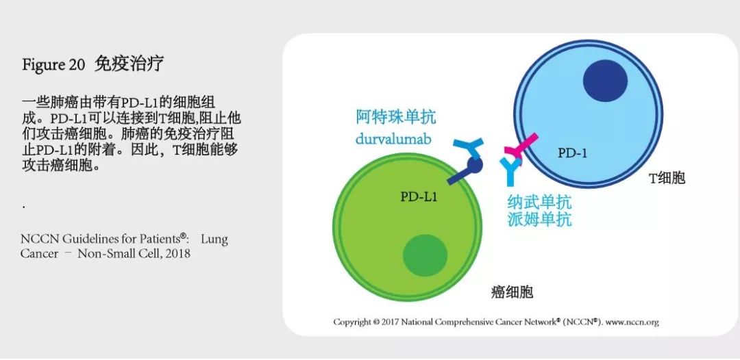 肺癌治疗指南2023文档下载,肺癌指南2023年版下载