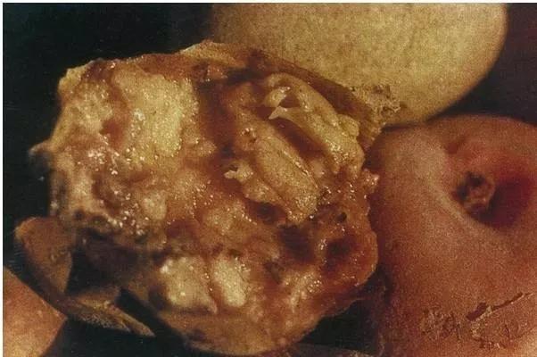 马铃薯常见病虫害及防治方法,马铃薯病虫害诊断与防治论文