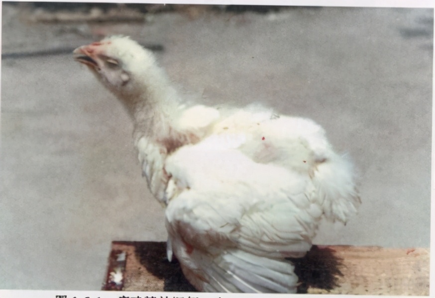 养鸡户的鸡细菌感染怎么办,鸡支气管炎最佳防治方法