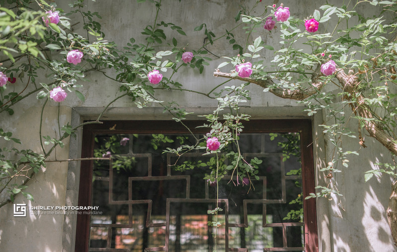 苏州旅游最不能错过的江南园林,留园拙政园是苏州著名的园林
