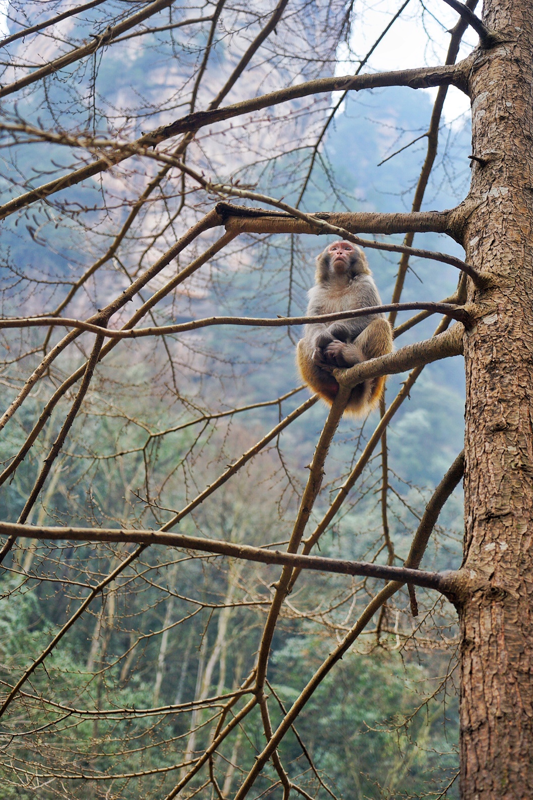 张家界雪季攻略,冬天湖南张家界攻略
