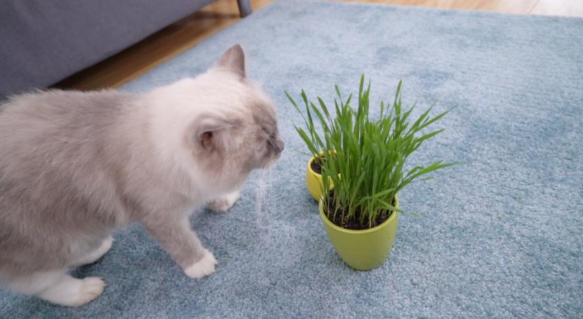 鍏荤尗濂界墿鍒嗕韩618鍥よ繖浜涘氨澶熷暒,鍏荤尗蹇呭洡濂界墿