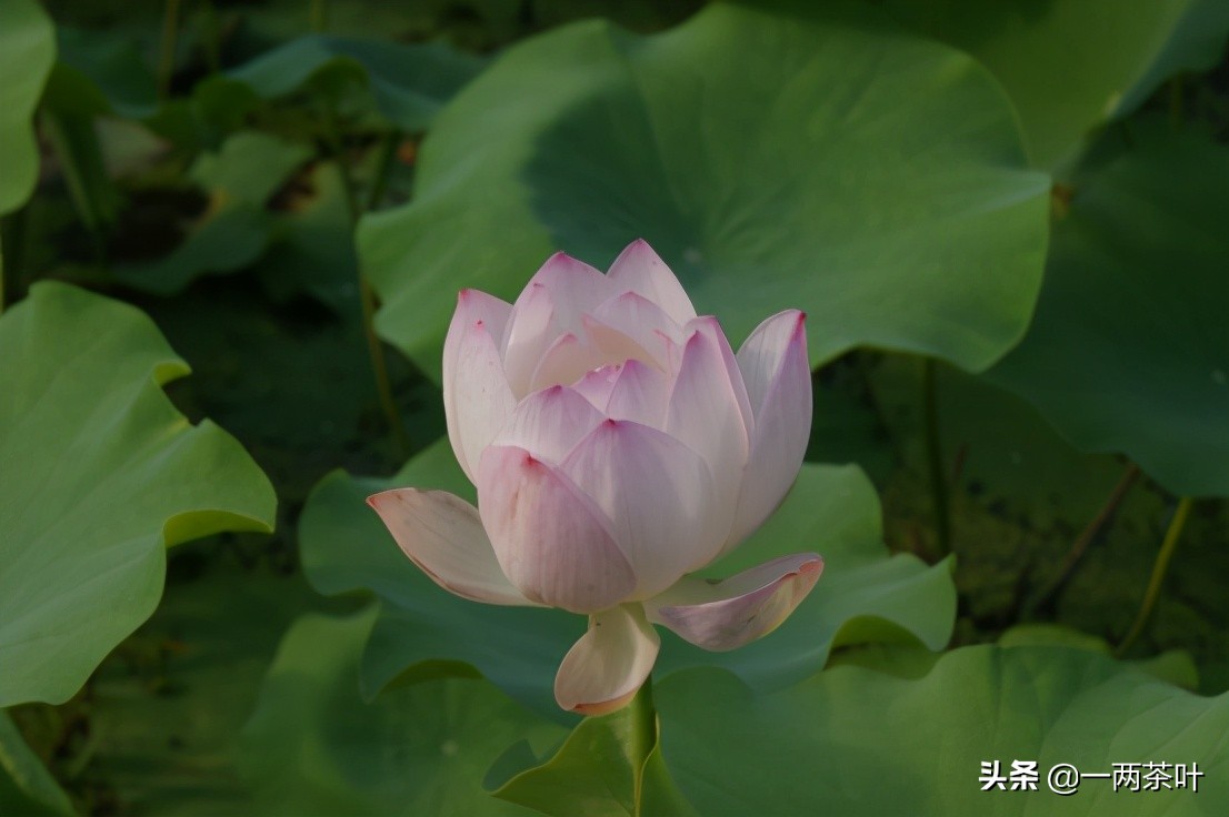 鲁西南话河南话,山东鲁西南方言土话