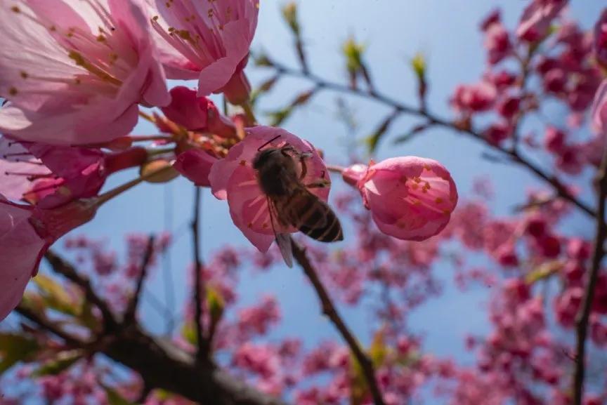 微距镜头选择最大的差异,微距镜头为什么一般是长焦