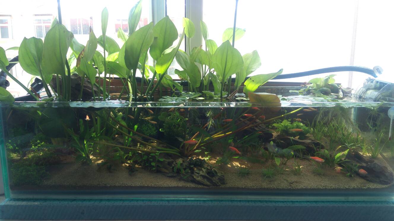 沼泽过滤鱼缸怎么开缸,沼泽缸开缸教程