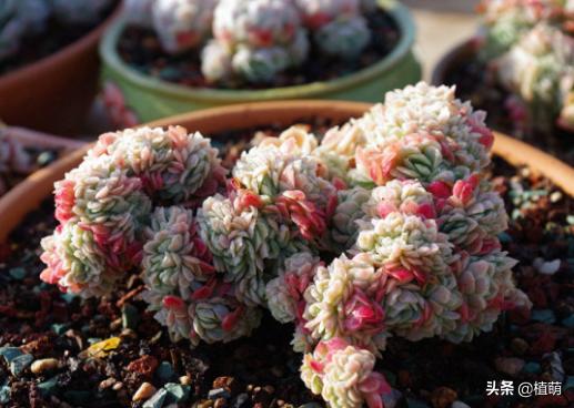 缀化的冰梅,还是头一次见到,真的很漂亮