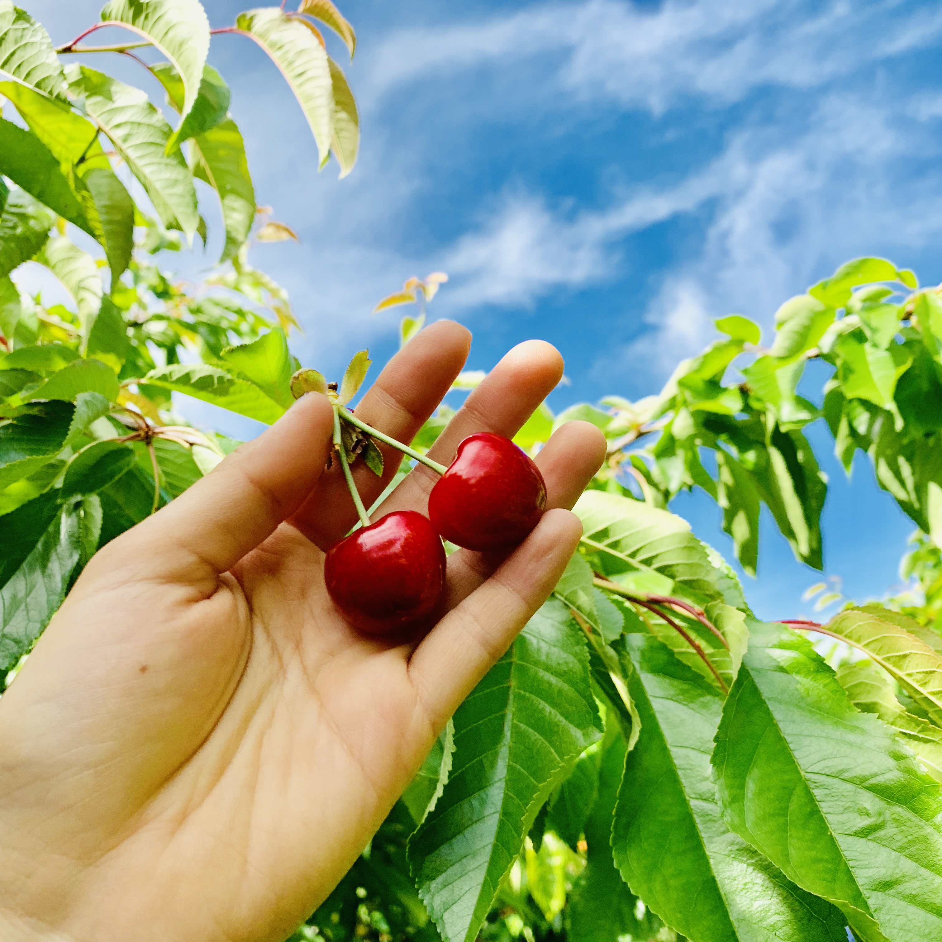 澳洲樱桃采摘,在澳洲采樱桃视频