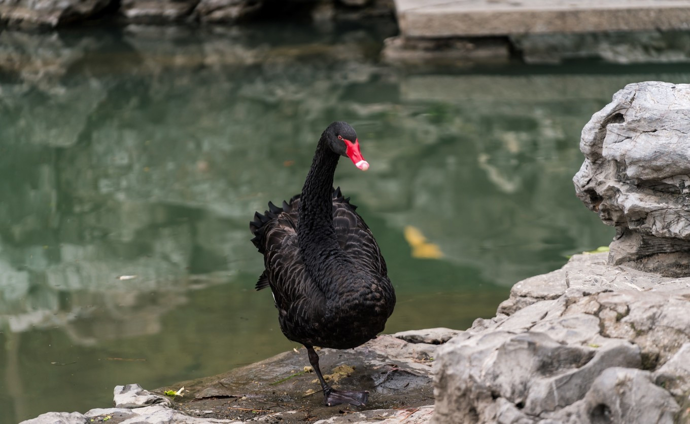 金陵第一园瞻园简介,南京瞻园最值得看的地方