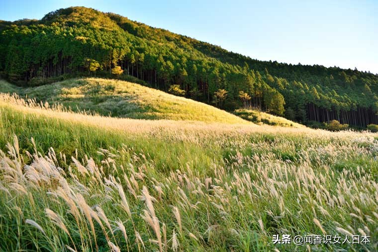 黄金色的芒草，让秋天多了份文艺的风情，日本国内最美芒草名所