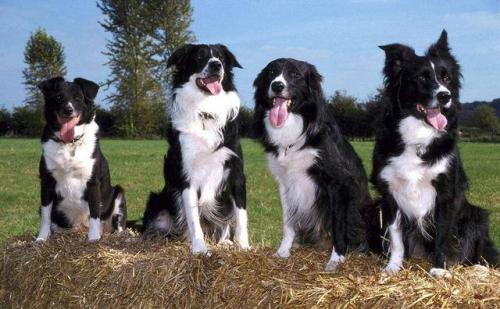 边牧不训练会不会成傻狗,边牧犬为什么不建议养成