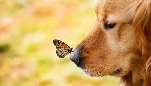 高智商的金毛,一只金毛的进化史