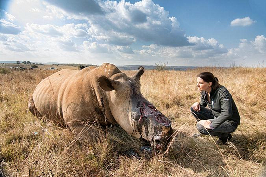 犀牛角为什么要提前锯掉,为什么要把犀牛角割下来