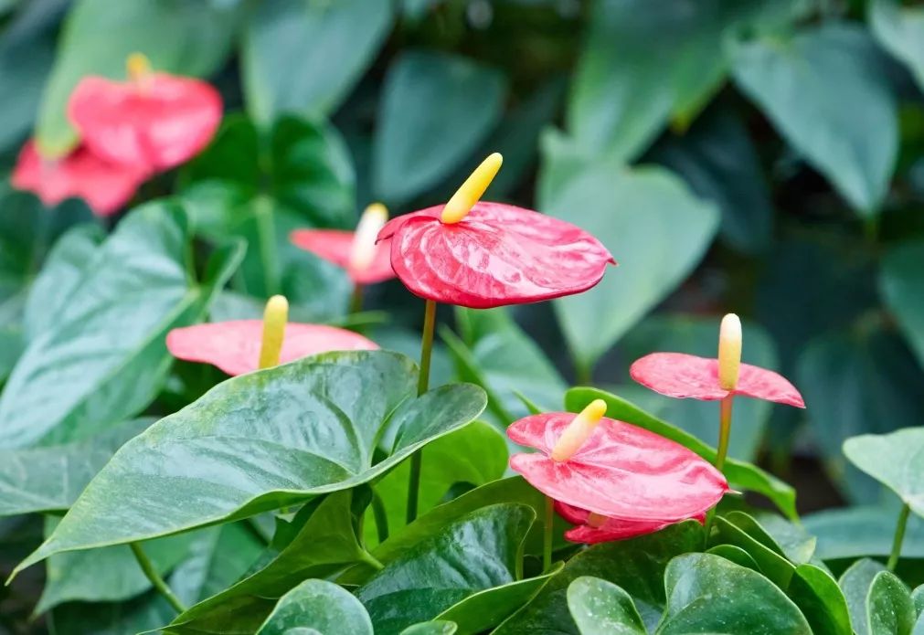 过年家里必摆的九道菜,过年家里摆的喜庆的物件