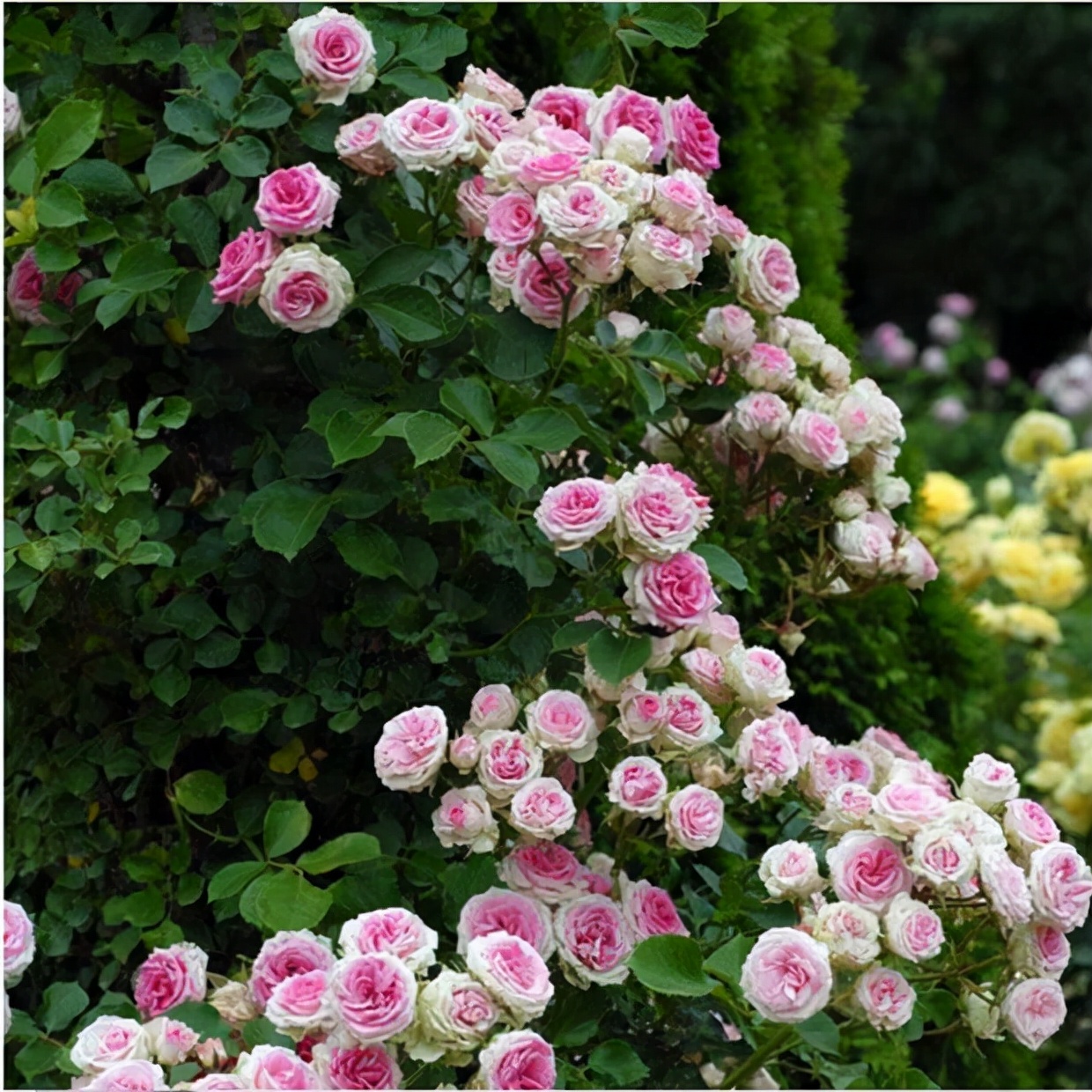 无刺四季开花藤本月季品种有哪些,耐热又耐寒的藤本月季有哪些品种