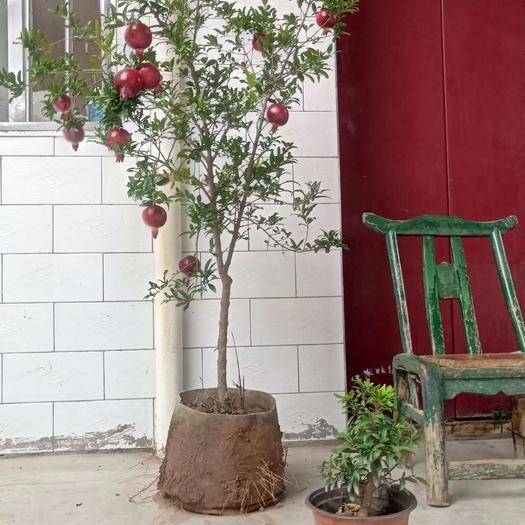 盆栽种植各种水果方法,哪几种水果种子可以自己盆栽