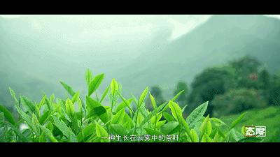 7.5万张0元门票这里领！黄山，池州，宣城，安庆景点门票0元抢