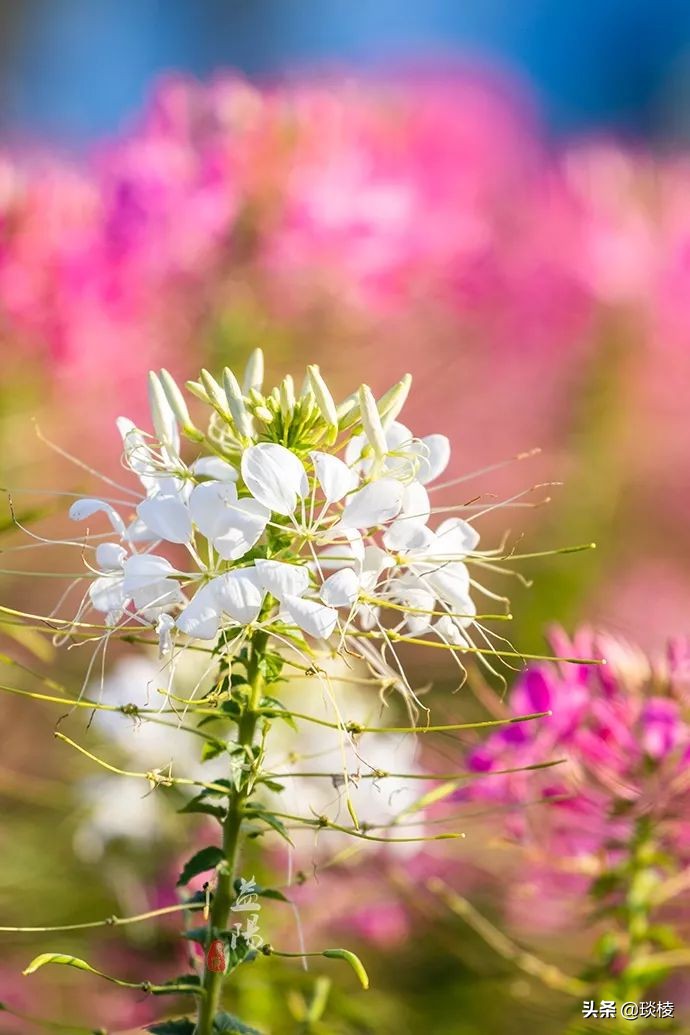 春风十里不如你,这些花海在国庆期间盛放,不要错过了