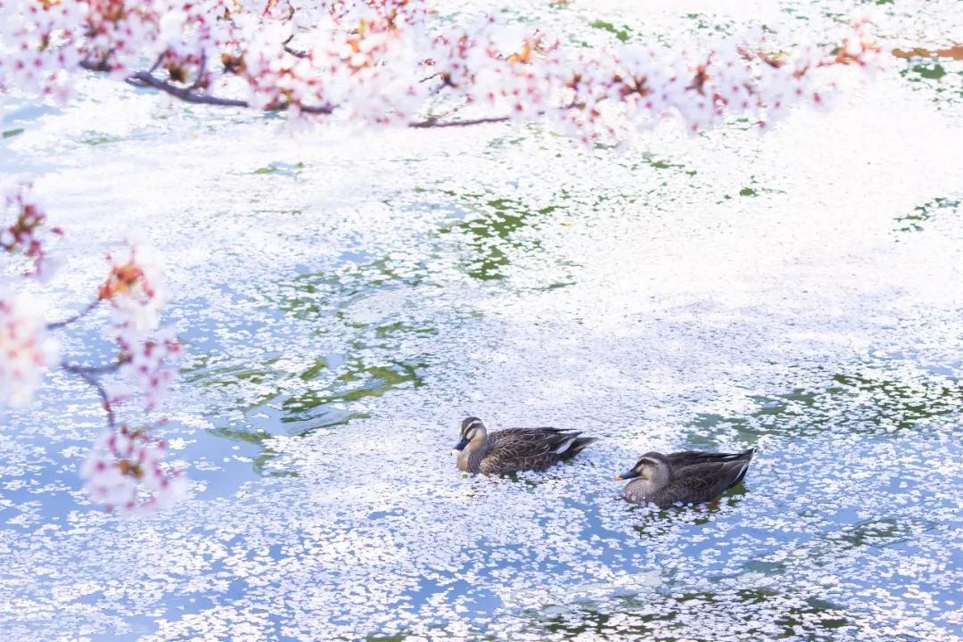 你好夏天立夏已至完整版,立夏你好抖音