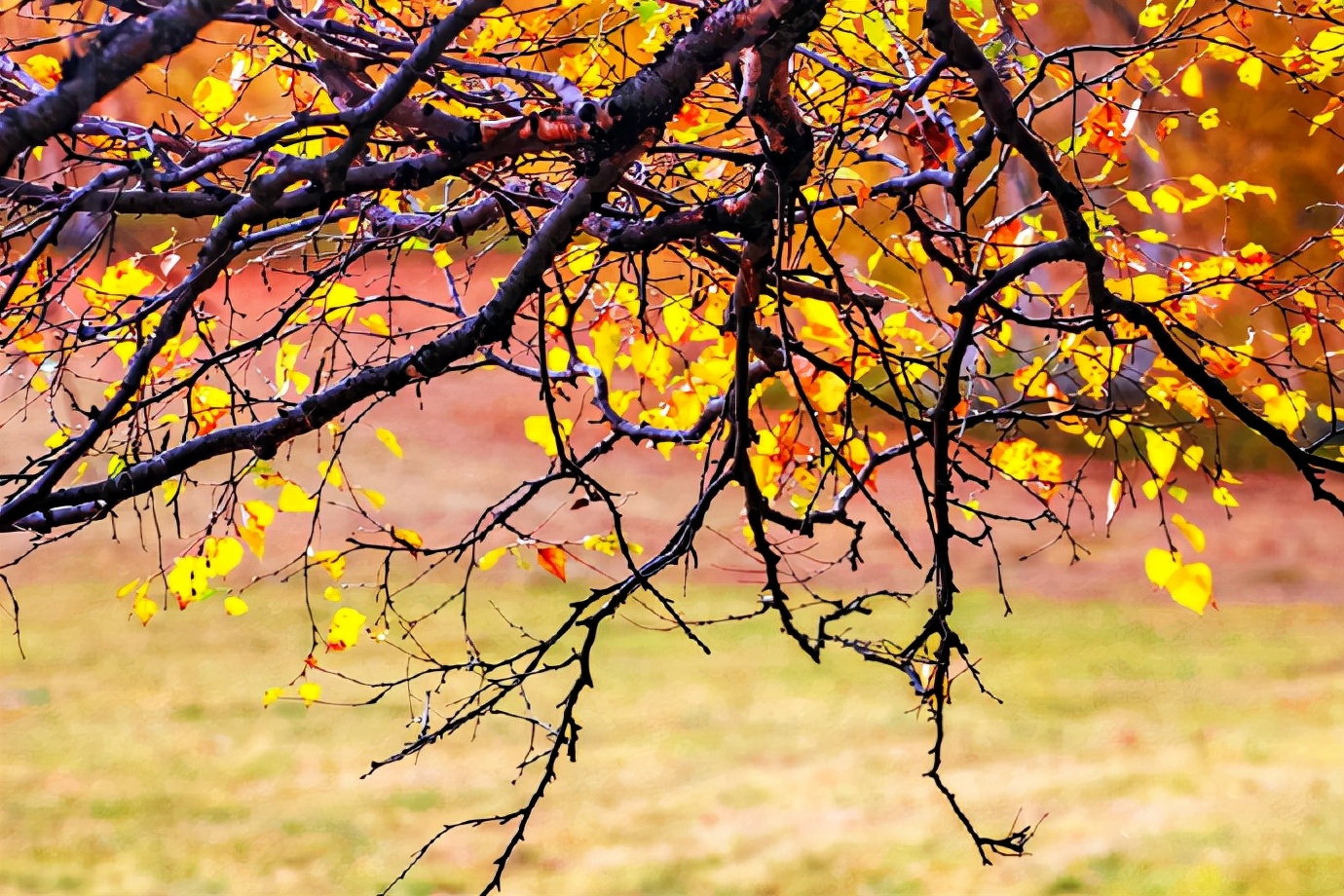 秋季最美的白桦林风景,坝上草原白桦林秋色图片