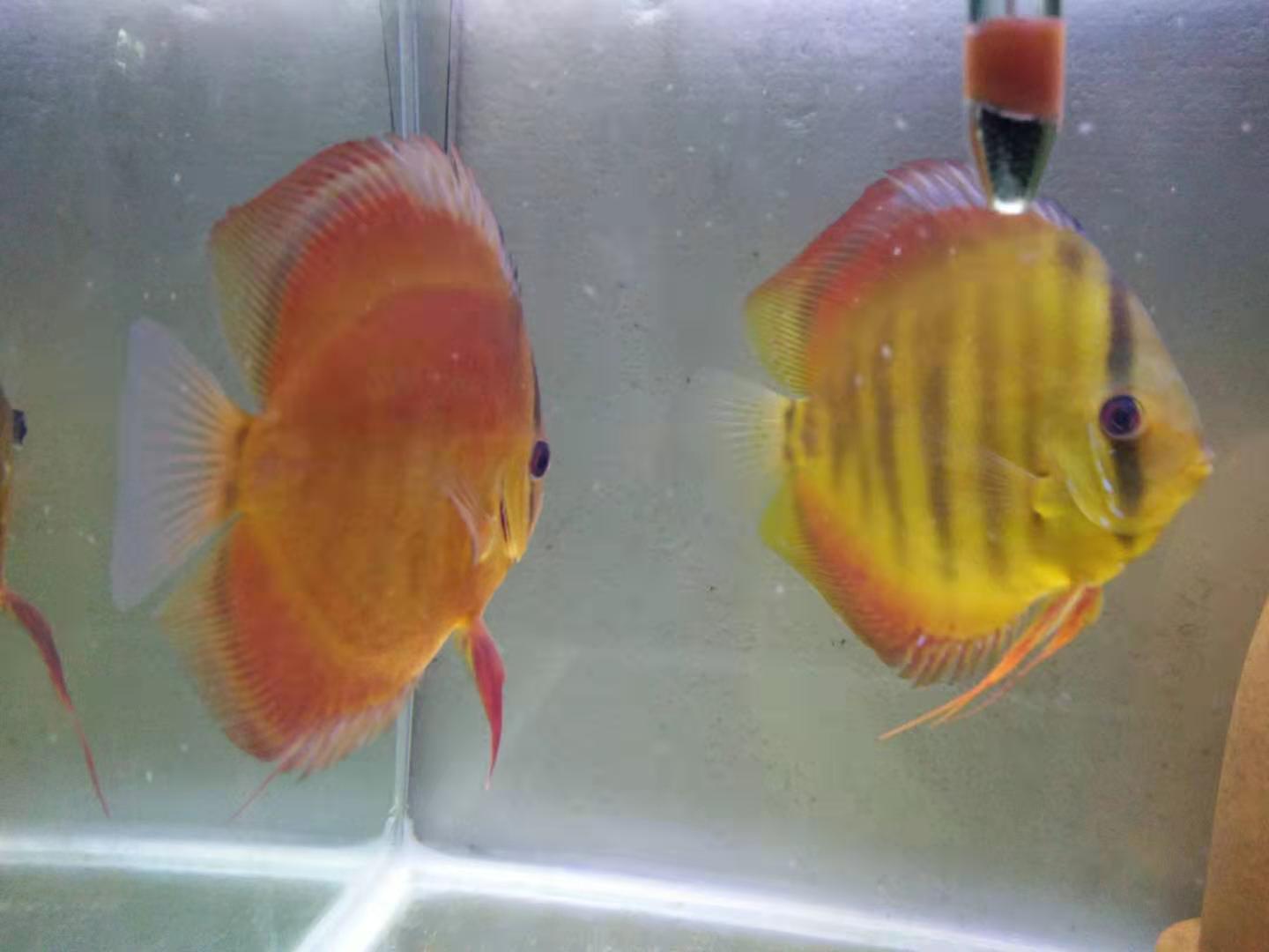 观赏鱼身上有水珠气泡是怎么回事,观赏鱼不打氧起白点