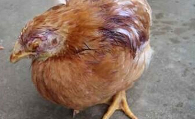 鸡痘预防在养鸡中的重要性,鸡痘的最好治疗方法不要钱