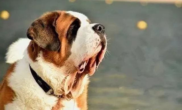 世界上最强的10种狗排名,世界上巨型狗大全