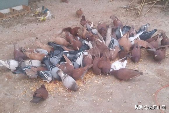 鸽子胀气,鸽子嗉囊胀气怎么回事