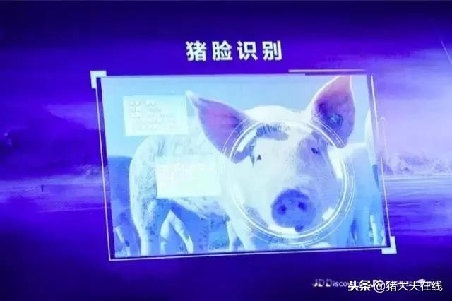 “京东猪”与网易、阿里养的猪有何异同?